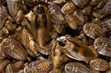 Dødningehovedkakerlakker medium til fuldvoksne 250 gram