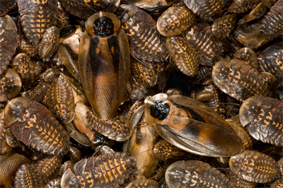 Dødningehovedkakerlakker medium til fuldvoksne 250 gram