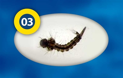 Sorte myggelarver 10 blister plader af 100 gram