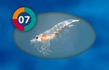Krill pacifica 10 blister plader af 100 gram