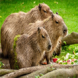 Zoo Line, Capybara Diæt 15 kg