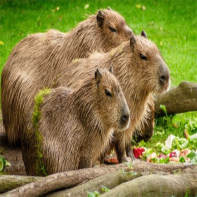 Zoo Line, Capybara Diæt 15 kg