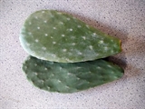 Kaktusblade (opuntia pads) pr kg