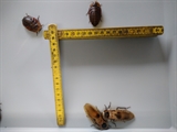Dødningehovedkakerlakker, fuldvoksne, 10 stk