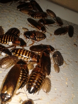 Dubia kakerlakker 1 kg, medium til fuldvoksne