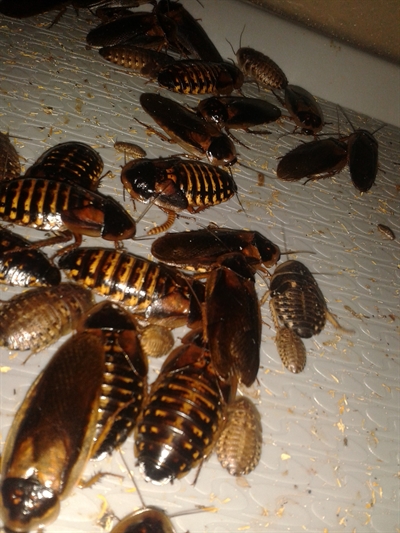 Dubia kakerlakker 500 gram, medium til fuldvoksne