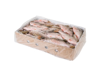 Ferskvandsfisk 10 kg i box