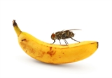 Store økologiske bananfluer 0,5/1 liter