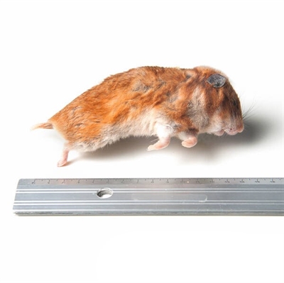 Syriske hamster 50-170 gram 10 kg